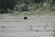 46 - Banff to Icefields - IMG_0966
